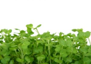 Ist Kresse gesund