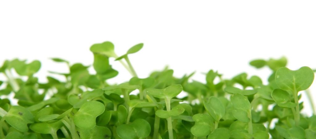 → Kresse das neue Superfood? • Wie gesund ist Kresse? 🥇