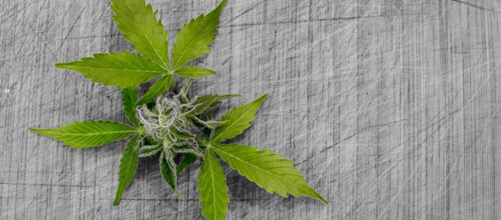 Hanföl für die Haut