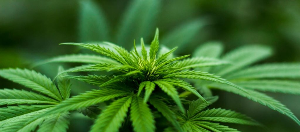 Bestes CBD Öl Bestes CBD Öl