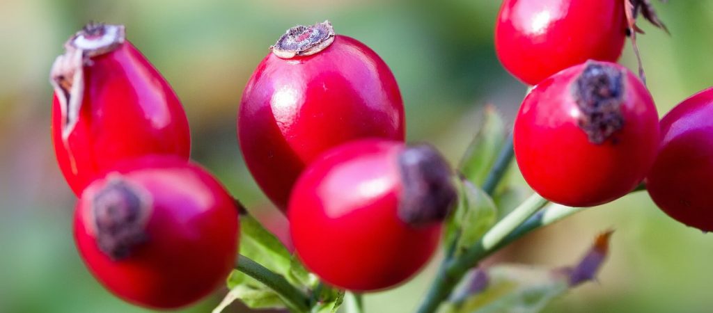 Hagebutten Kapseln Test Hagebutten Kapseln Test